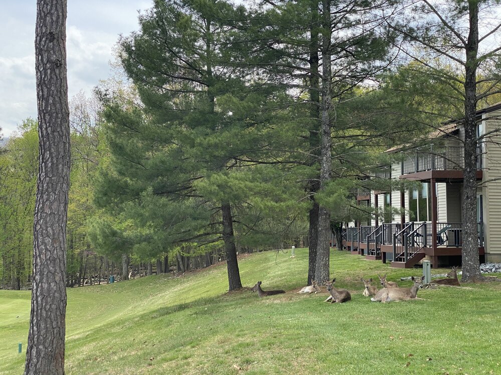 Massanutten's Mountainside Villas